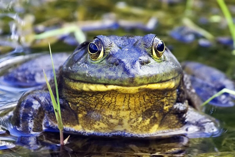 Лягушка бык водонос