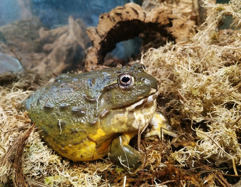Лягушка-водонос (Pyxicephalus adspersus)