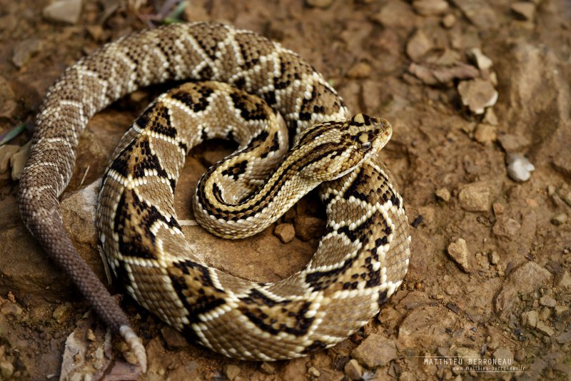 Eastern Diamondback Rattlesnake