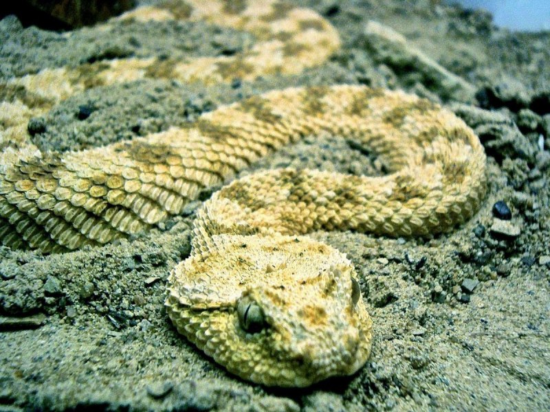 Crotalus Orchestra