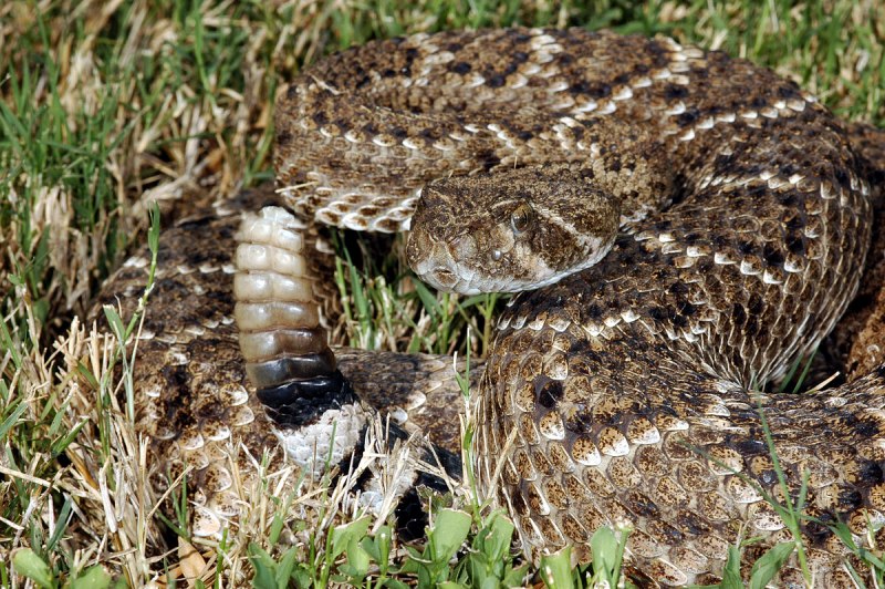 Western Diamondback Rattlesnake