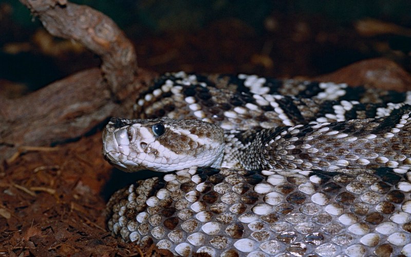 Diamondback Snake