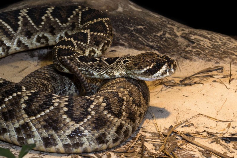 Wallpapers Crotalus cerastes