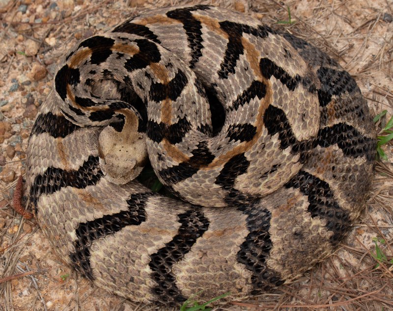 Crotalus horridus