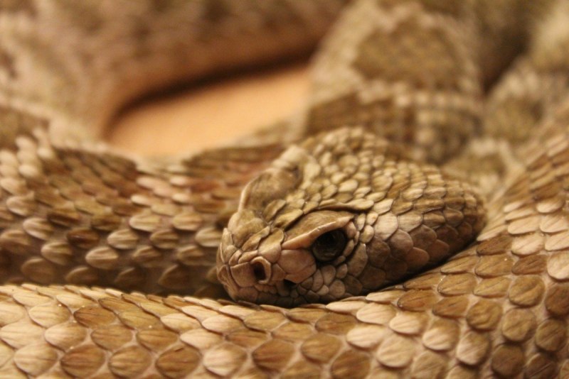 Crotalus Atrox