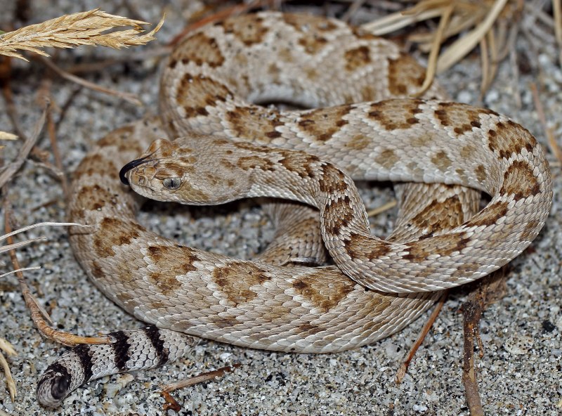 Тигровый гремучник Crotalus Tigris