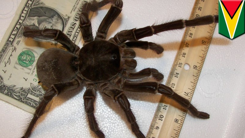 Lasiodora parahybana нимфы