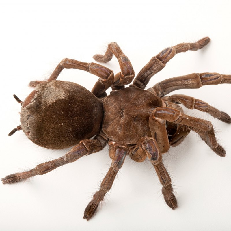 Theraphosa blondi паук