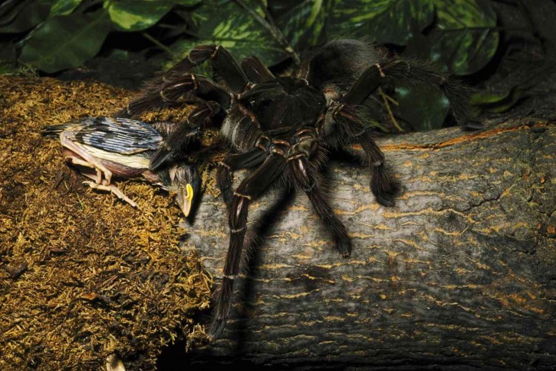 Голиаф Birdeater