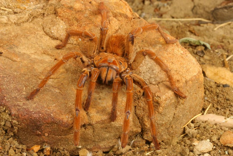 Птицеед-Голиаф Theraphosa blondi