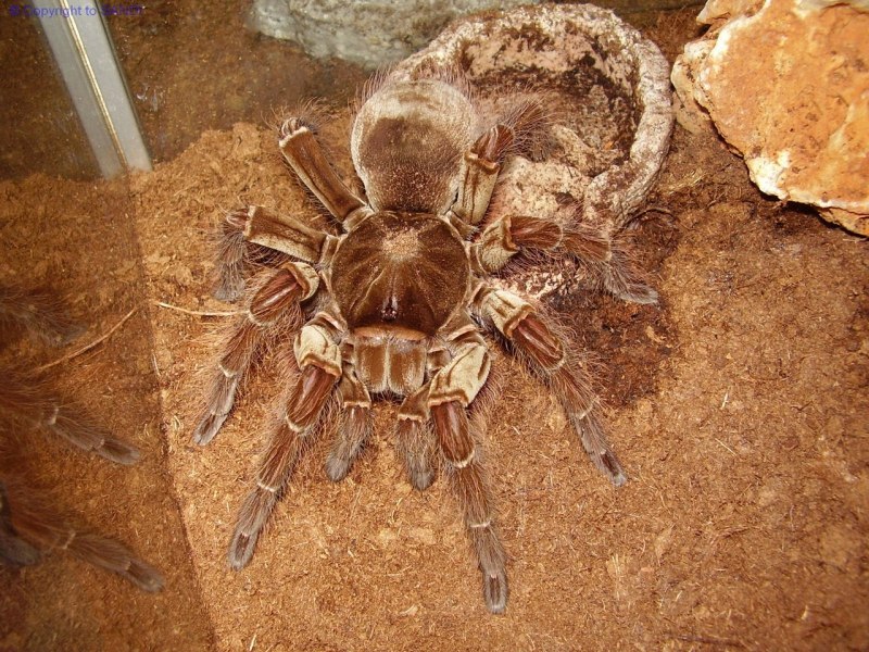 Тарантул Theraphosa