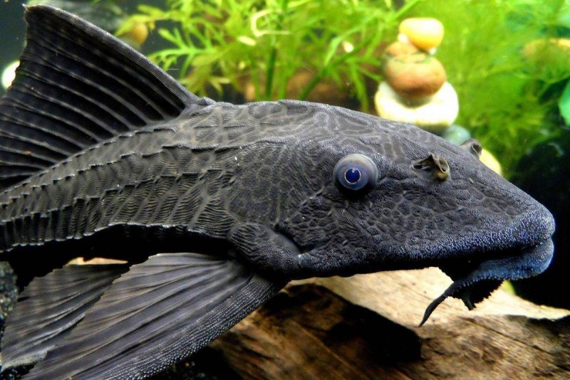 L287 Hypancistrus SP