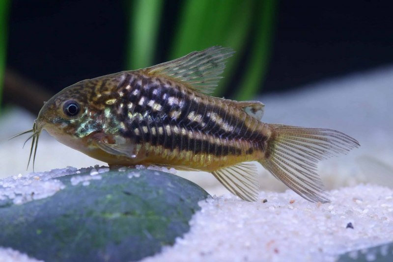 Cranoglanis caolangensis