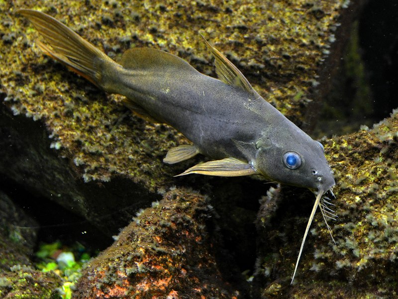 L024 Pseudacanthicus