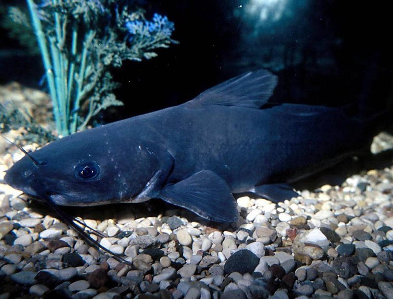 Sturisoma barbatum