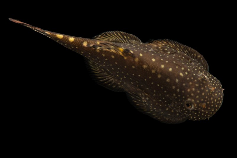 Пятнистый Амур Ameiurus serracanthus