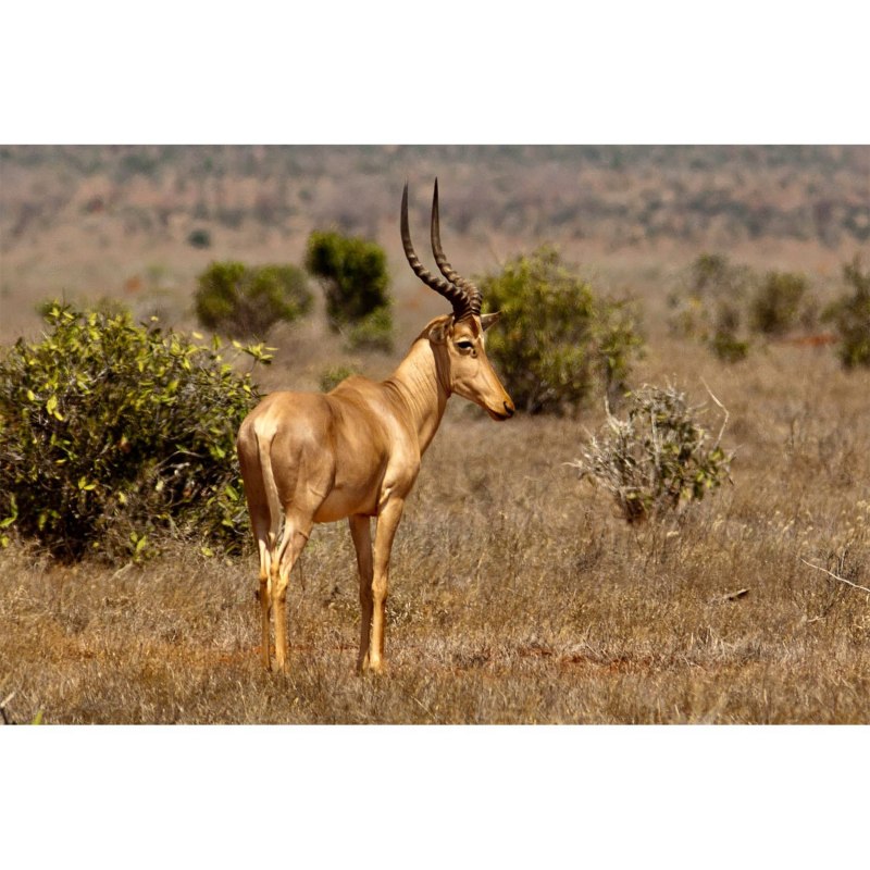 Damaliscus lunatus lunatus