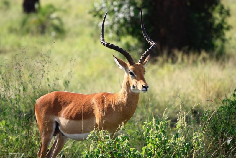 Damaliscus korrigum korrigum