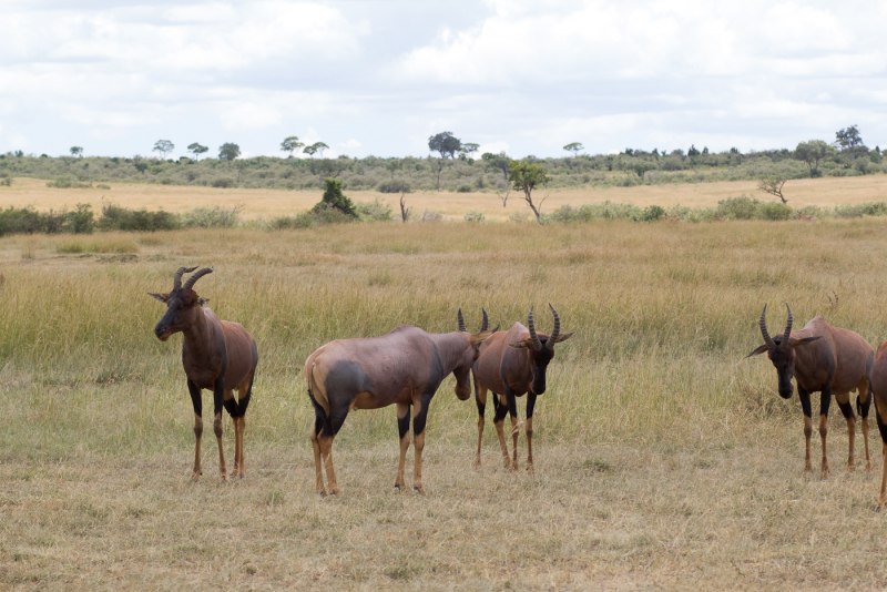 Damaliscus pygargus phillipsi