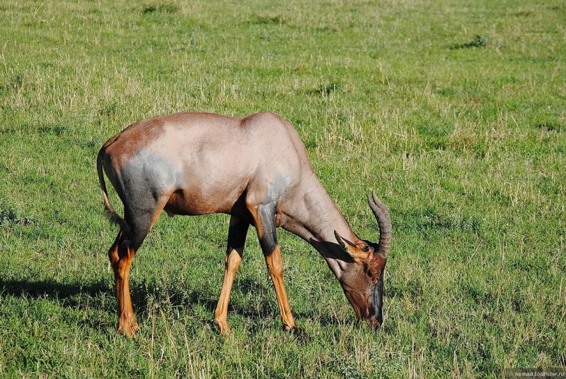 Damaliscus korrigum korrigum