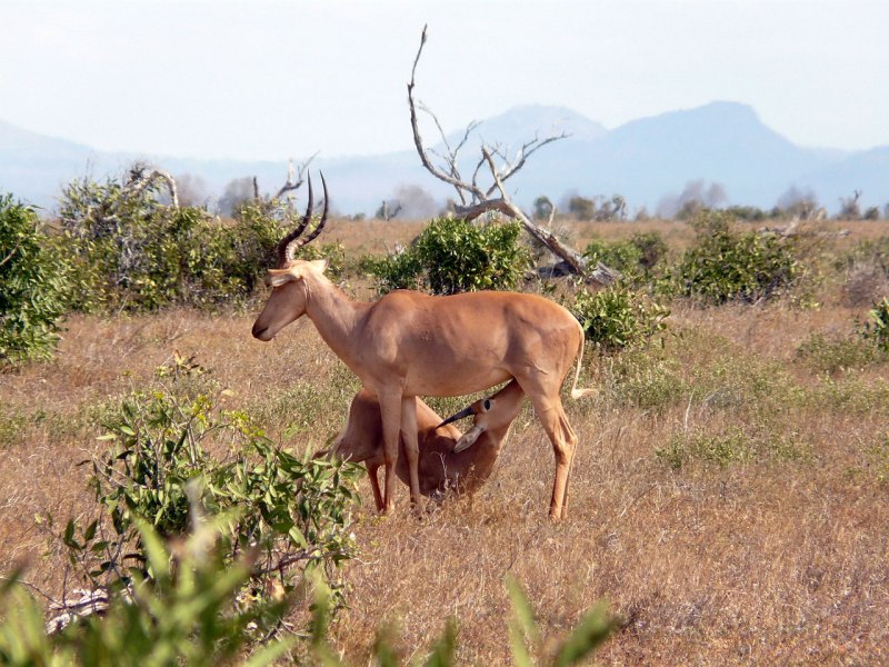 Alcelaphus buselaphus