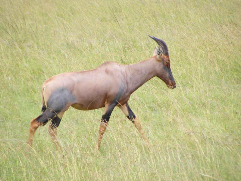 Gazella Bilkis