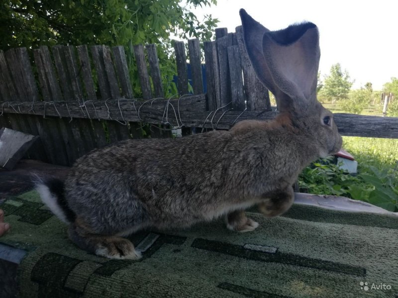 Бельгийский великан кролик