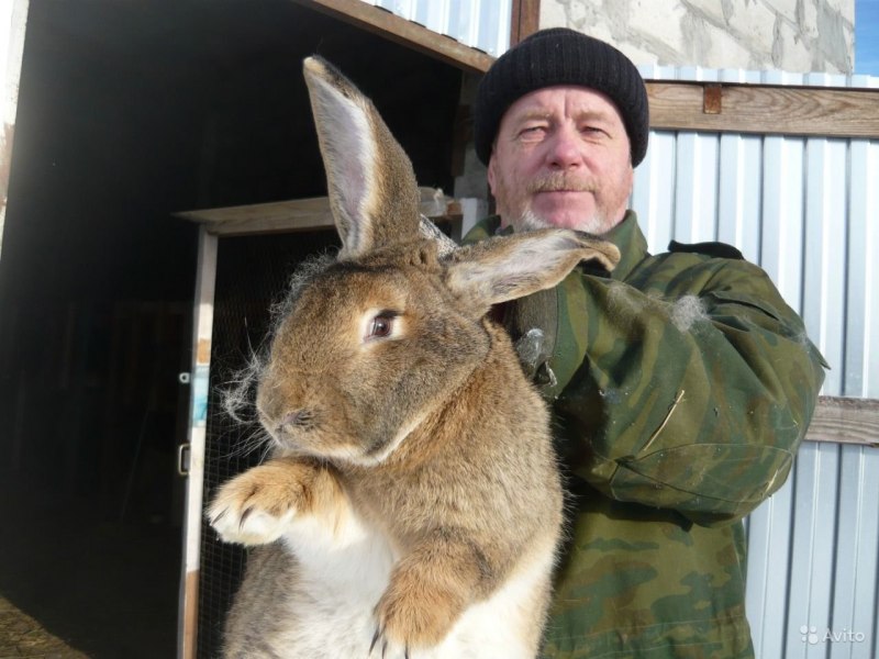 Бельгийский Фландр кролик