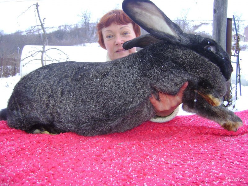 Бельгийский великан Фландр