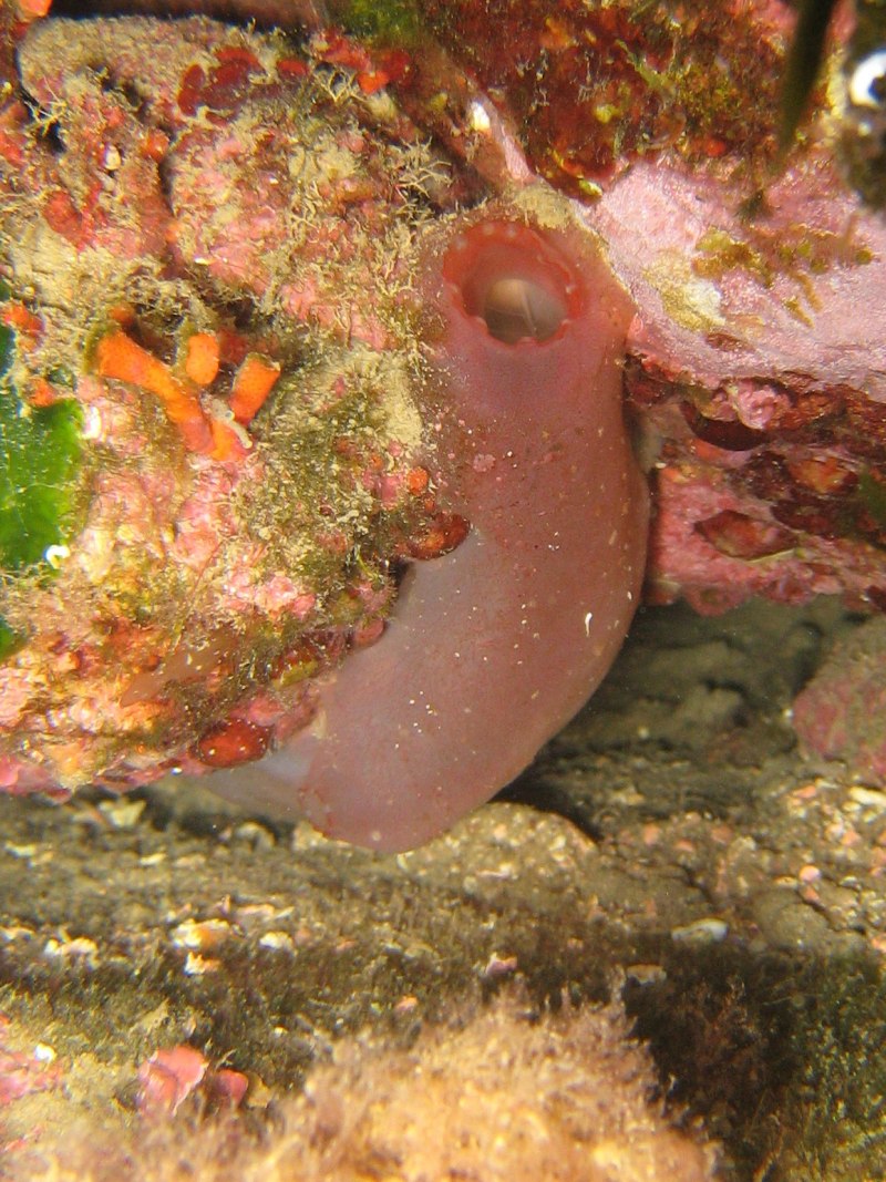 Clavelina lepadiformis