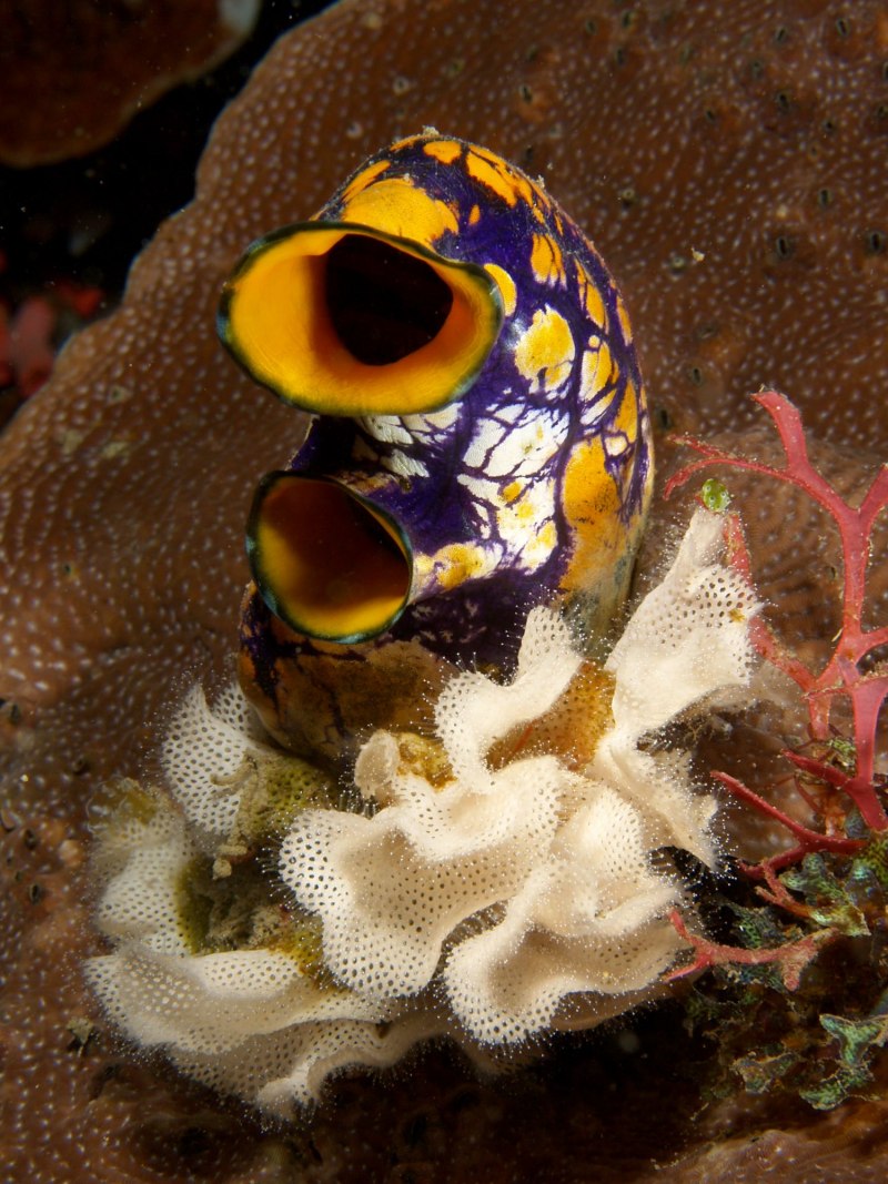 Асцидия polycarpa aurata