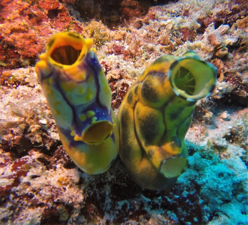 Асцидия polycarpa mytiligera
