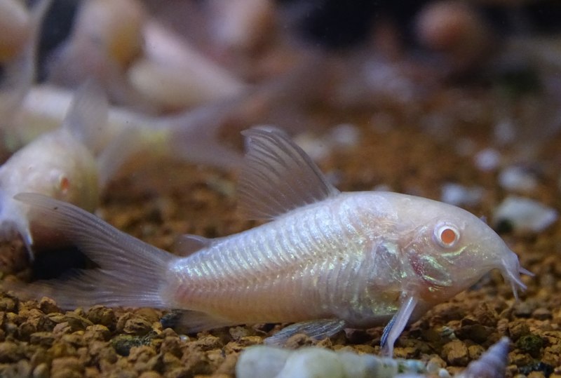 Silurus GLANIS