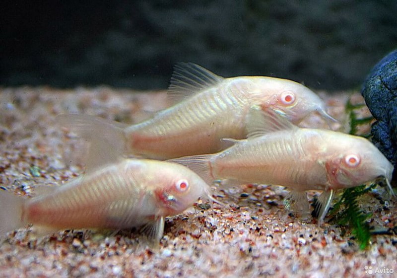Channel Catfish Ictalurus punctatus