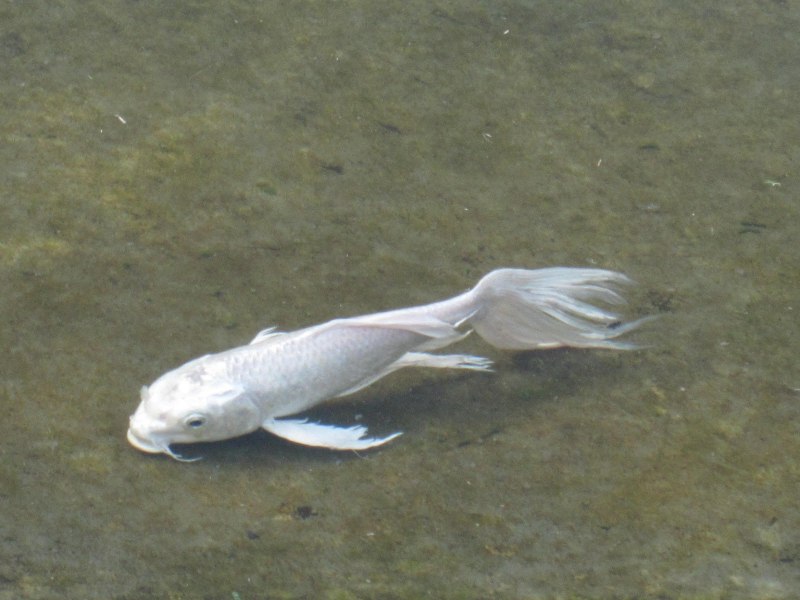 Clarias macrocephalus