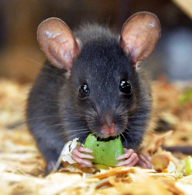 Крыса Rattus Rattus