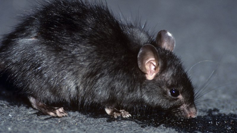 Rattus Rattus чёрная крыса