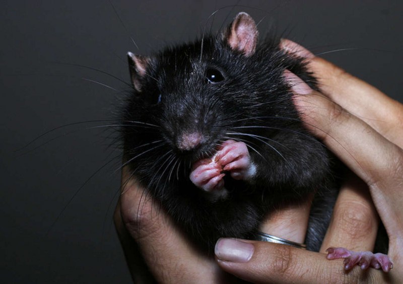Крыса Rattus Rattus