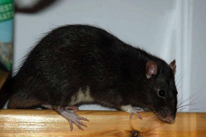 Rattus Rattus чёрная крыса