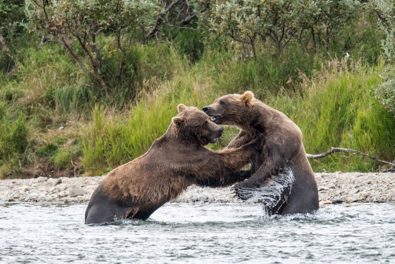 Двухголовый медведь (60 фото)