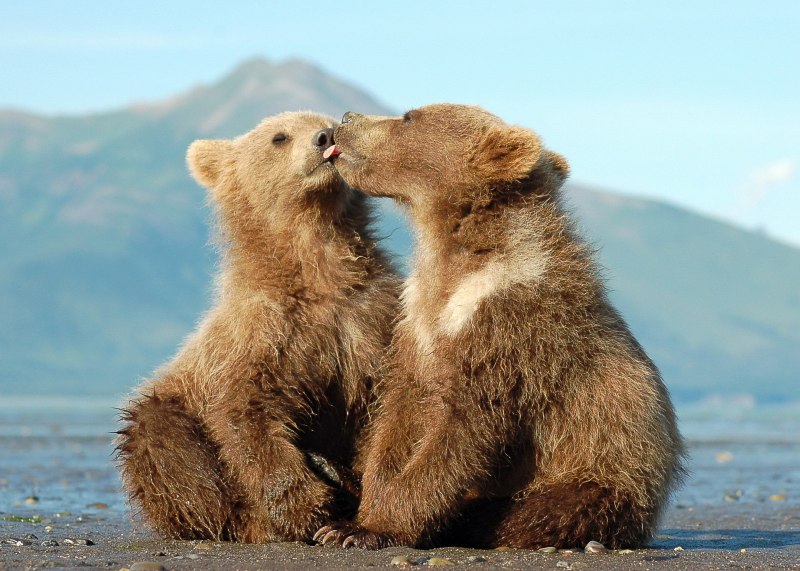 Бурый медведь (лат. Ursus arctos)