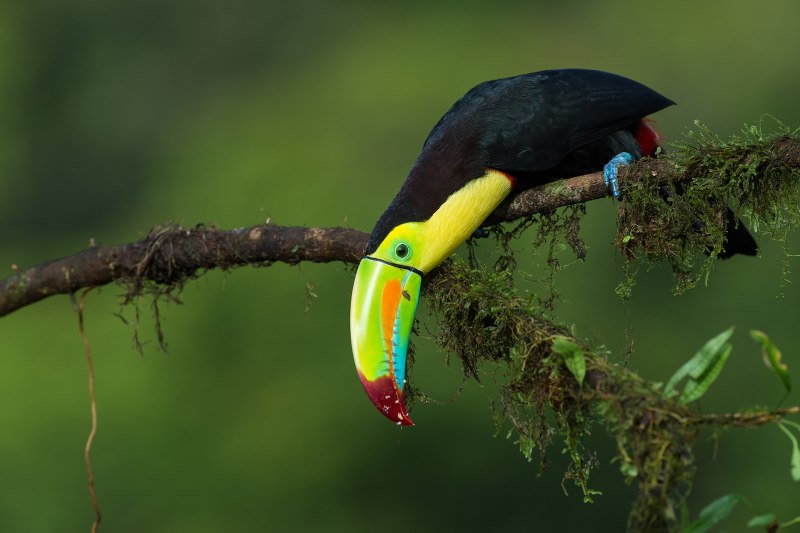 Тукан-Ариель, черноклювый (Ramphastos vitellinus)