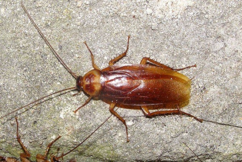 Periplaneta Americana Linnaeus