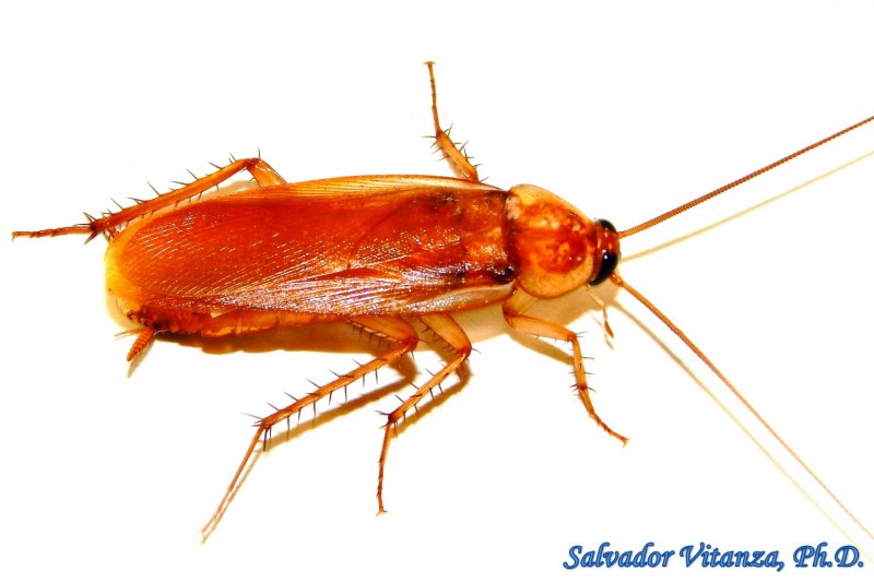 Blattodea-Blattidae-Shelfordella lateralis