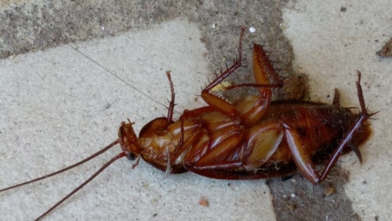 Таракан Megaloblatta longipennis