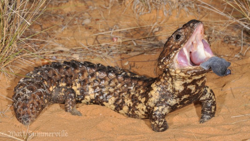 Tiliqua rugosa