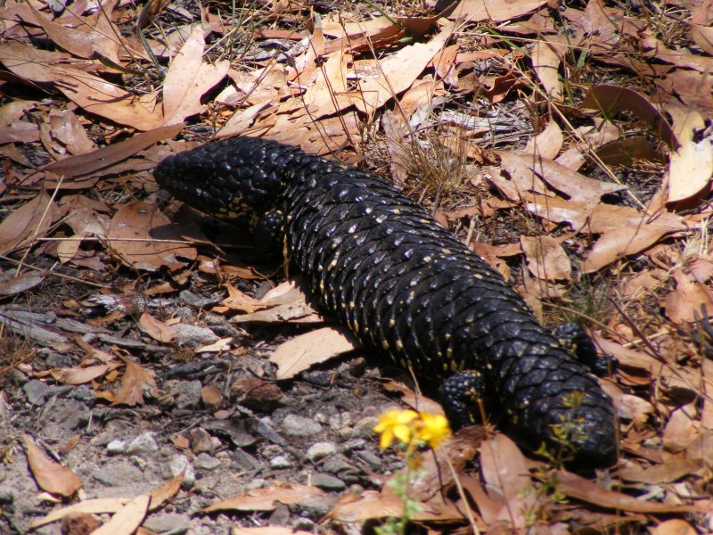Tiliqua rugosa