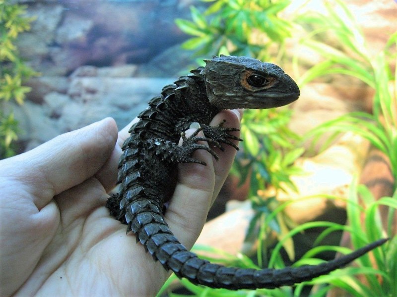 Egernia stokesii содержание