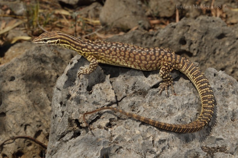 Egernia stokesii