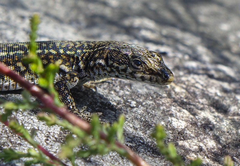 Карликовый геккон (Sphaerodactylus ariasae)